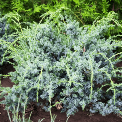 Можжевельник китайский Блю Альпс Можжевельник китайский Блю Альпс фото