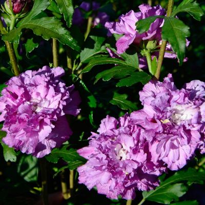 Гибискус сирийский Френч Кабаре Пепл Гибискус сирийский Френч Кабаре Пепл - Dolina-Sad.Ru