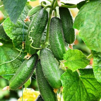 Огурец Алекс F1 (Голландия) фото