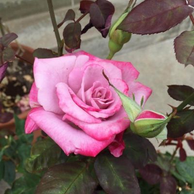 Роза Парадайз Роза Парадайз - Dolina-Sad.Ru