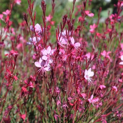 Гаура Сискию Пинк - Dolina-Sad.Ru