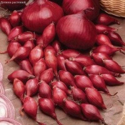 Лук-севок Кармен фото