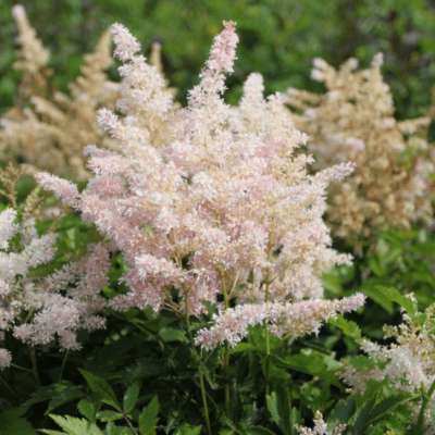 Астильба Арендса Бумальда , x Астильба Арендса Бумальда , x фото