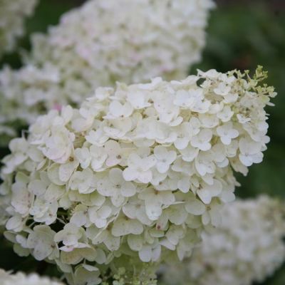 Гортензия метельчатая Сильвер Доллар, С3 - Dolina-Sad.Ru