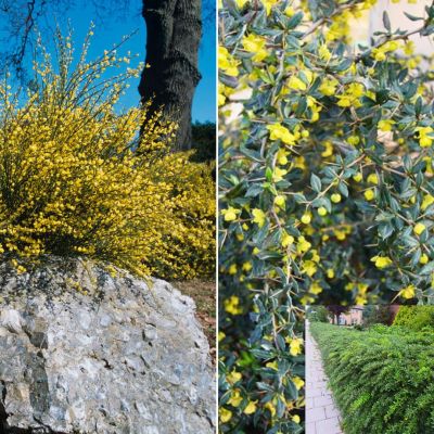 Микс кустарников Для Живой Изгороди 2 Микс кустарников Для Живой Изгороди 2 - Dolina-Sad.Ru