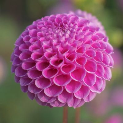 Георгина Франц Кафка Георгина Франц Кафка - Dolina-Sad.Ru