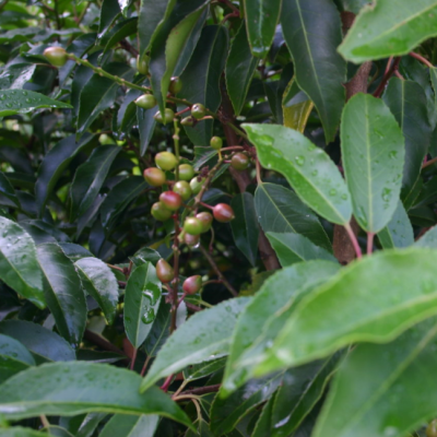 Лавровишня португальская Ангустифолиа фото