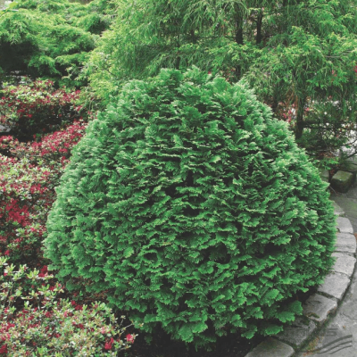 Кипарисовик Лавсона Минима Глаука Кипарисовик Лавсона Минима Глаука фото