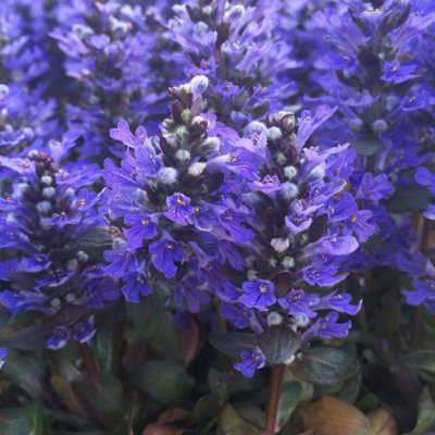 Живучка ползучая Чоколэт Чип фото