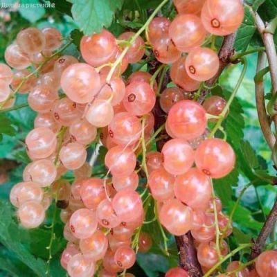 Смородина Розовая Прыгажуня Смородина Розовая Прыгажуня фото