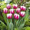 Тюльпан Вироза Тюльпан Вироза фото