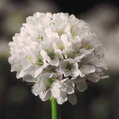 Армерия приморская Армада Уайт фото