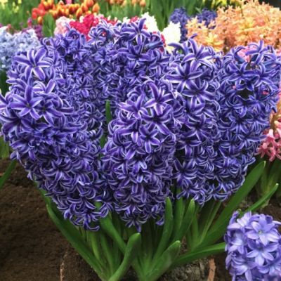 Гиацинт Блю Трофи Гиацинт Блю Трофи - Dolina-Sad.Ru