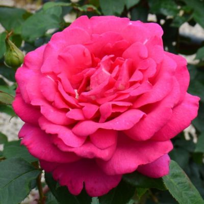 Роза Веласкес - Dolina-Sad.Ru