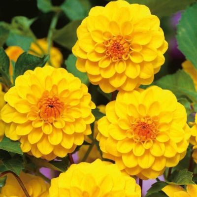 Георгина Голден Скептер - Dolina-Sad.Ru