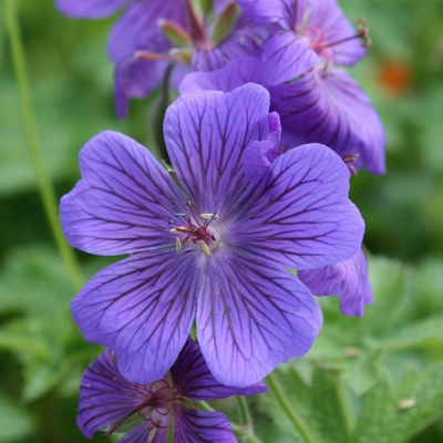Герань великолепная Герань великолепная фото
