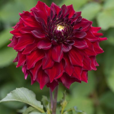 Георгина МИНГУС АЛЕКС Георгина МИНГУС АЛЕКС - Dolina-Sad.Ru