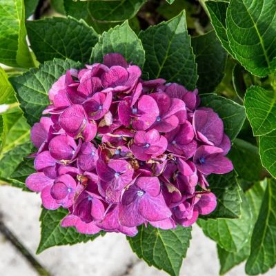 Гортензия крупнолистная Джип Блю - Dolina-Sad.Ru