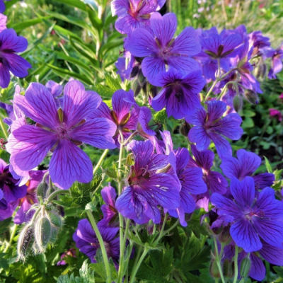 Герань грузинская Герань грузинская фото