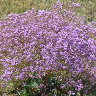 Кермек широколистный Кермек широколистный фото