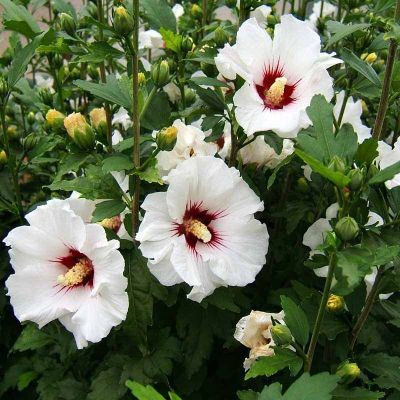 Гибискус сирийский Шинтаянг Гибискус сирийский Шинтаянг - Dolina-Sad.Ru