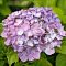 Гортензия крупнолистная Свит Липс, С2 - Dolina-Sad.Ru