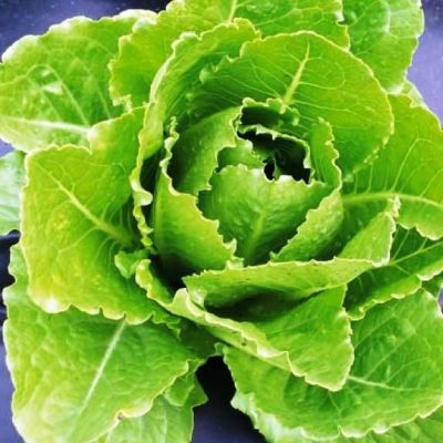 Салат Денди Ромэн хрустящий фото