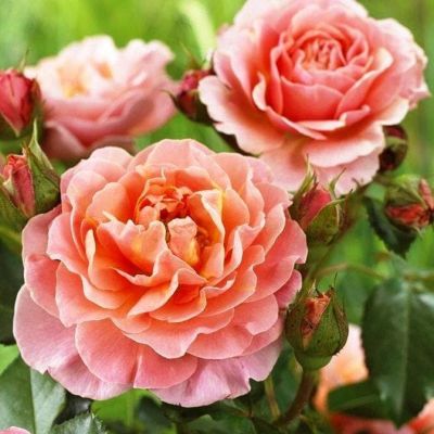 Роза Мари Кюри Роза Мари Кюри фото