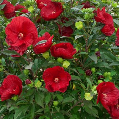 Гибискус Кренберри Краш Гибискус Кренберри Краш - Dolina-Sad.Ru