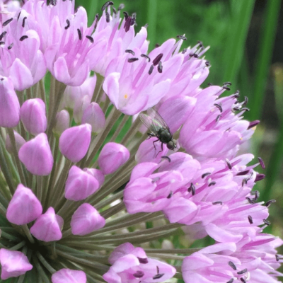 Аллиум Розеум Аллиум Розеум фото