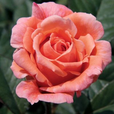 Роза Сюзанна Роза Сюзанна - Dolina-Sad.Ru