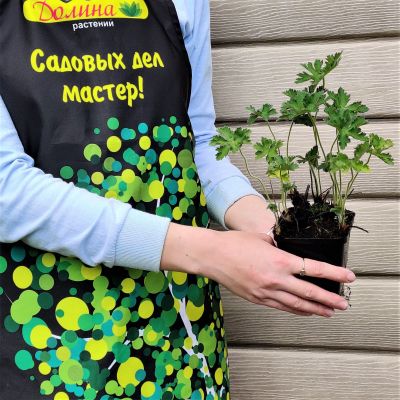 Герань великолепная Герань великолепная фото