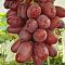 Виноград Кримссон - Dolina-Sad.Ru