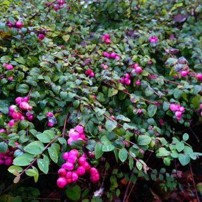 Снежноягодник Хэнкок Снежноягодник Хэнкок фото