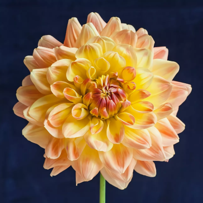 Георгина Эйс Саммер Сансет Георгина Эйс Саммер Сансет фото