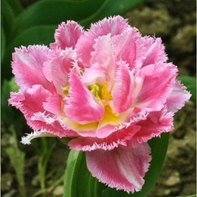 Тюльпан Кул Кристал Тюльпан Кул Кристал фото