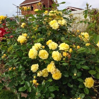 Роза Штамбовая Анни Дюпрей Роза Штамбовая Анни Дюпрей - Dolina-Sad.Ru