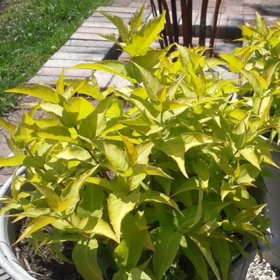 Диервилла ручейная Диервилла ручейная - Dolina-Sad.Ru