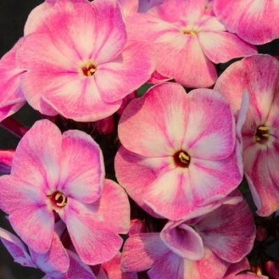 Флокс метельчатый Юник Олд Пинк Флокс метельчатый Юник Олд Пинк - Dolina-Sad.Ru