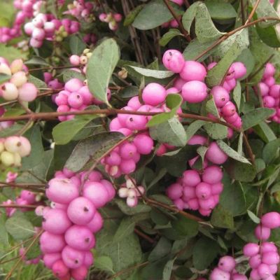 Снежноягодник доренбоза Мэджикал Берри Крисмас Снежноягодник доренбоза Мэджикал Берри Крисмас - Dolina-Sad.Ru