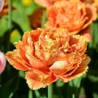 Тюльпан Сенсуал Тач Тюльпан Сенсуал Тач фото