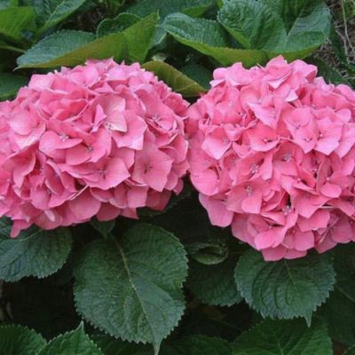 Гортензия крупнолистная Претти Пинк - Dolina-Sad.Ru