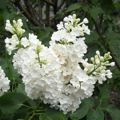 Сирень Мисс Элен Вильмонт фото