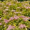 Спирея Зен Спирит Голд, С2 - Dolina-Sad.Ru