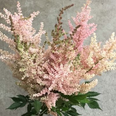 Астильба Спотлайт Астильба Спотлайт - Dolina-Sad.Ru