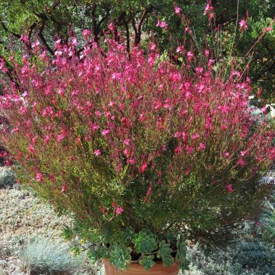 Гаура Сискию Пинк - Dolina-Sad.Ru