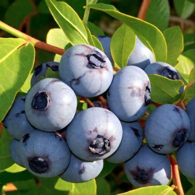 Голубика Чандлер Голубика Чандлер - Dolina-Sad.Ru