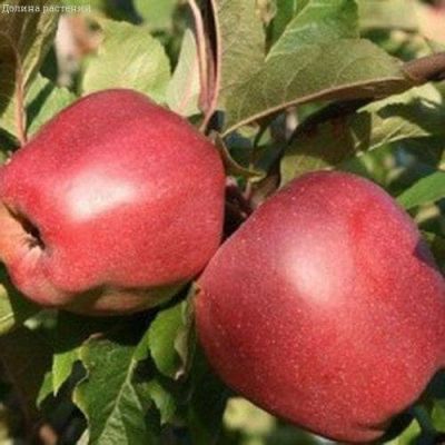 Яблоня Глостер/Зимняя Яблоня Глостер/Зимняя фото