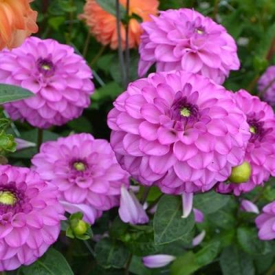 Георгина Салвейшн Георгина Салвейшн фото