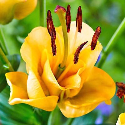 Лилия Априкот Фанджи Лилия Априкот Фанджи фото